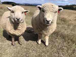 Pet Sheep - 2 Ewes