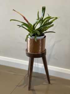 Potted Bromeliad with Plant Stand