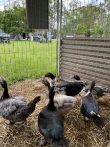 Muscovy ducks and drakes and Pekin Drakes