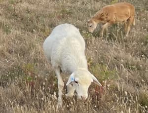 Meatmaster Wether Lambs (Dorper/Damara) Sheep