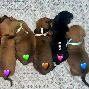 Pure Mini Dachshund Puppies