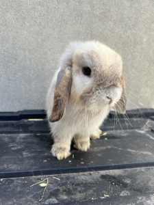 Stud Doe Reduction - Mini Lop Rabbits