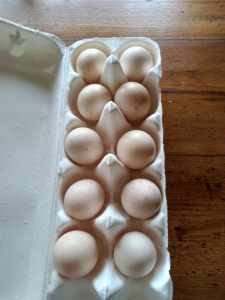 Fertile Silkie eggs for sale