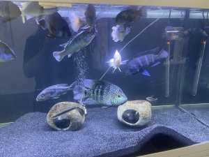 Xl Green Texas cichlid for sale-Pending pickup