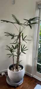 Lady finger palm for sale