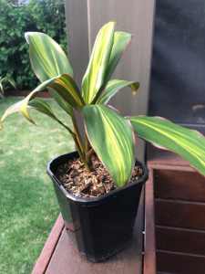 Cordyline fruticosa kiwi plant 12 cm pot, pick up from Elsternwick