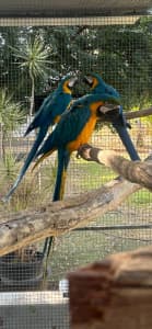 Macaw Blue & Gold baby parent reared