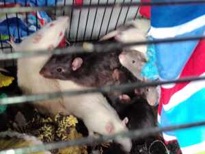 per Rats for sale $10 