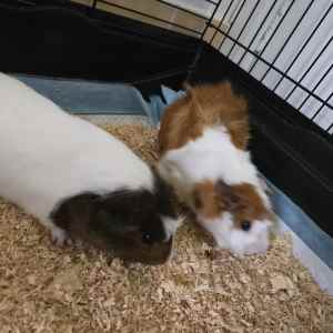 Guinea Pigs with Cage