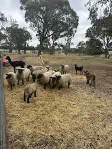 Black Suffolk Lambs and sheep - Purebred