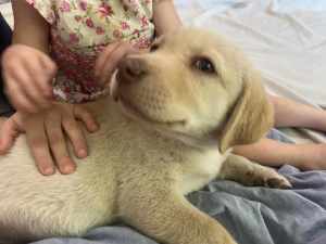 Pure bred purebred Labrador retriever puppy puppies ready now