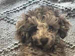 TOY POODLE PUPPY MALE, Price negotiable to the right loving home,