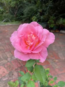 Pink Rose in Pot