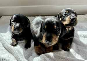 Purebred miniature dachshund puppies