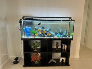 185L Aqua One Glass Fish Tank Full Setup, With Decorations