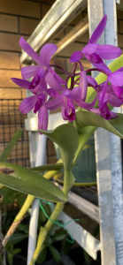 Flowering Purple Orchid