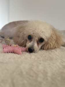 Regretful Sale Toy Poodle 7 Months Female Hypoallergenic 