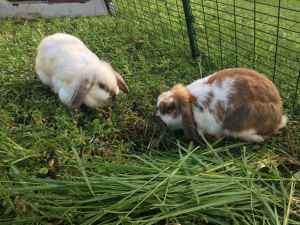 Miniature Lop Rabbits with Cage