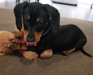 Absolutely Gorgeous male mini dachshund looking for a furever home
