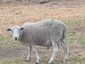 Wiltipoll lambs