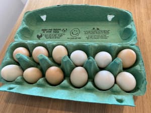 Fertile Belgian Duccle bantam chicken eggs (and young Roosters)