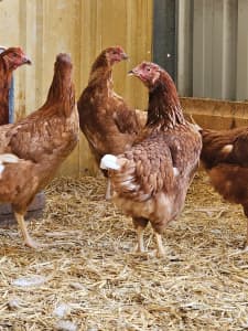 Isa Brown Pullets - laying stage, chickens