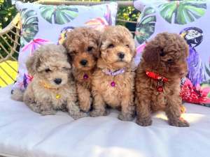 Gorgeous Pure Bred Girls Toy Poodle Puppies For Sale