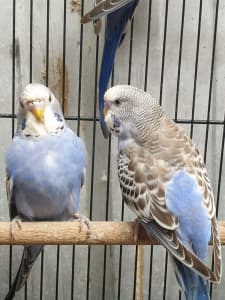 2 Young Male blue Budgies.