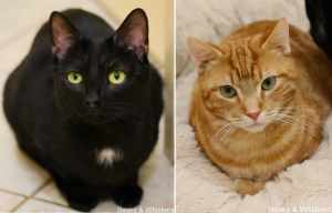 Beaks & Whiskers Rescue Cats - Miss Toya & Mr. Nacho