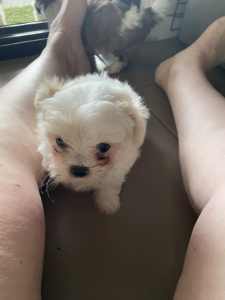 Maltese-shitzu puppies. . 1girl. Pick up Munruben 9 weeks old