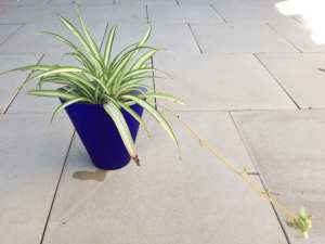 Spider Plant Chlorophytum Comosum Blue Glass Pot Size 16x6cm
