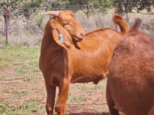Commercial Boer Goat Bucks for sale
