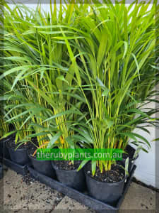 Golden cane palms / 80cm tall / 20cm pot pot / Lush Foliage