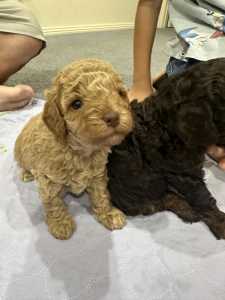 Toy Cavoodle puppies Ready in time for school holidays
