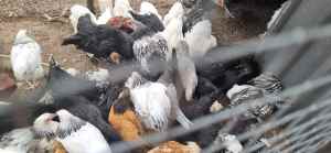 Chickens - pure bred girl pullets