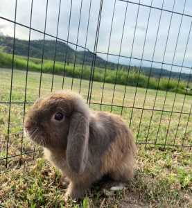 Netherland Dwarf x Mini lop Bunny for sale