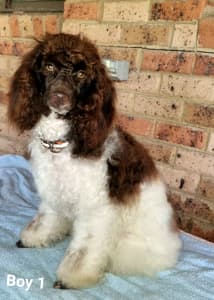 Chocolate parti clearance poodle