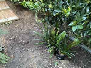 Orange clivia plants