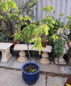 ** REDUCED $90 ** Healthy Curry Leaf Plant With Pot