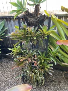 Bromeliads and agave plants on stand