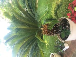 Revoluta Cycad Palm