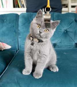 Beautiful British Shorthairs & Longhairs Ready for Forever Homes