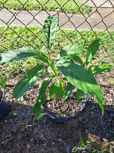 Avocado Tree 30cm