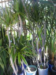 Potted large dracaena plants