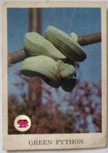 Scanlens Gum. Card GREEN PYTHON Card 67 Animals of Australia $5