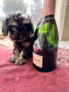 Tiny Cavoodle puppy - 2.5- 3 kg adult size - ready in a week 