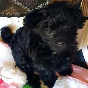 TOY POODLE CROSS TERRIER