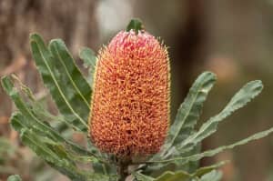 Wanted: WANTED BOTTLE BRUSH OR NATIVE AUSTRALIAN FLOWERS FOR BIRDS 