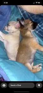 Pure Bred Chihuahua Puppies READY TO GO