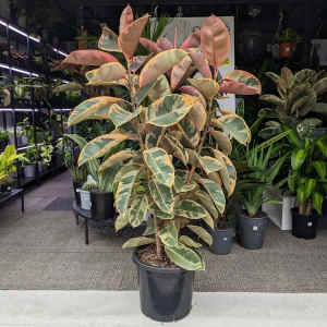 Ficus Elastica Ruby- 300mm (Goulburn Delivery Sunday)